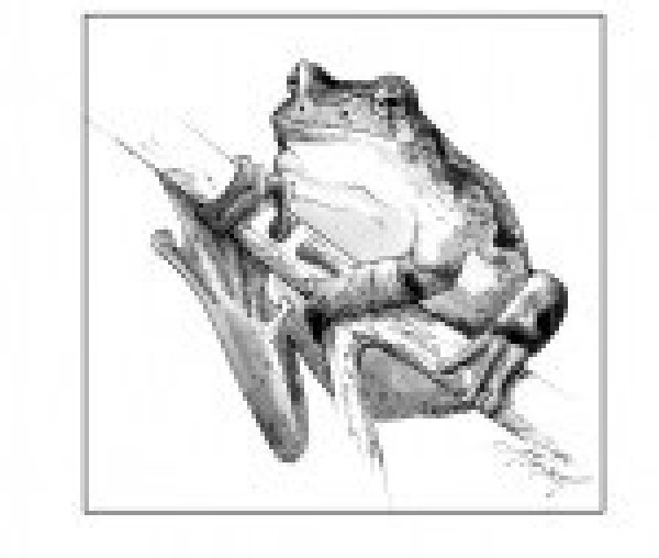 The Other Treefrog