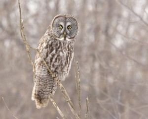 Winter’s Visitors thumbnail