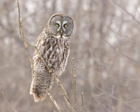 great_owl.jpg thumbnail