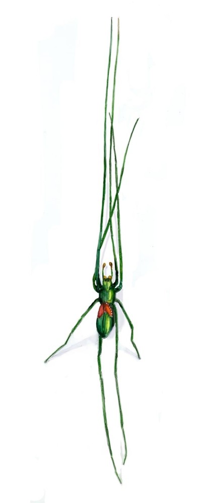 Green Long-jawed Spiders