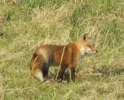 green_grass_fox_web.jpg