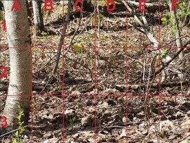 grid_waldo_witwit.jpg thumbnail