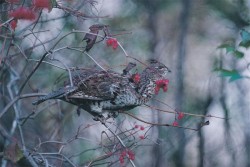 grouse.jpg