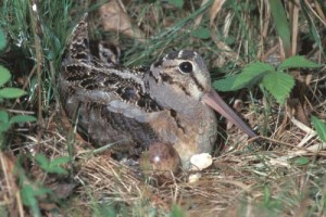 grouse.jpg thumbnail