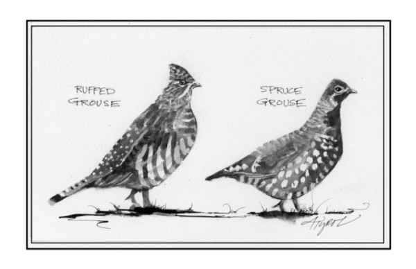 The “Other” Grouse Hangs On