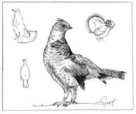 grouse_web.jpg thumbnail