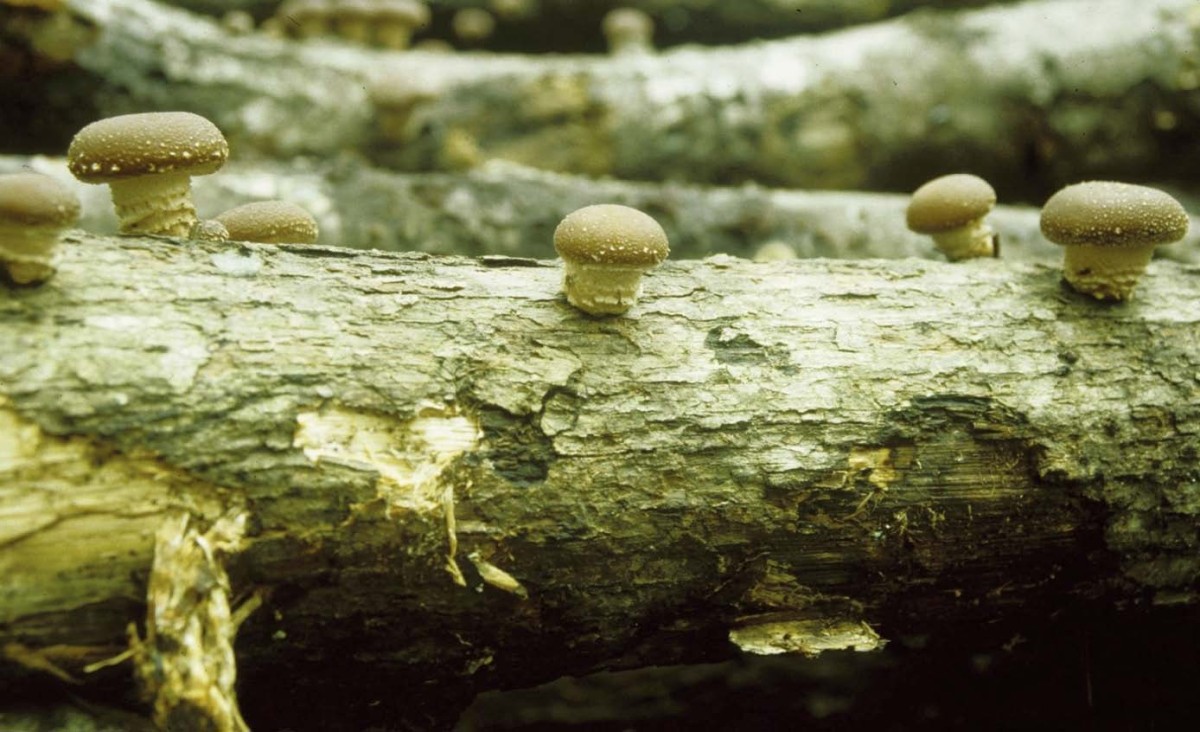 My Experiments Growing Shiitake Mushrooms