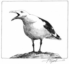 gull.jpg thumbnail