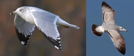 gull_final2.jpg thumbnail