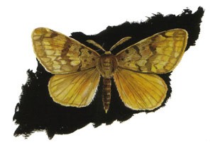 Gypsy Moth, Lymantria dispar