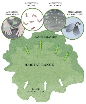 Future Climate-Adapted Tree Species thumbnail