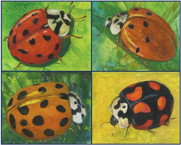 Halloween Ladybeetle