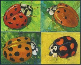 halloween_ladybeetle800.jpg thumbnail