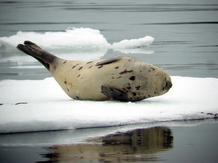 Happy harp seal