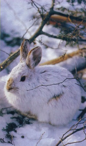 hare.jpg thumbnail