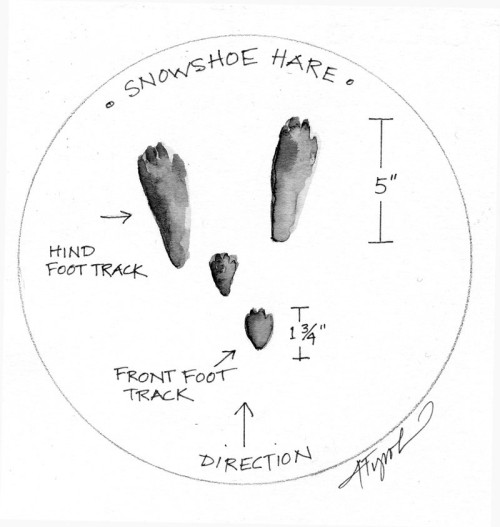 White Coat, Big Feet Help Them Survive thumbnail