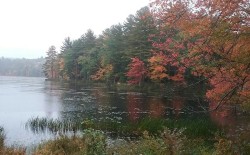 harvard_forest_oct_w.jpg