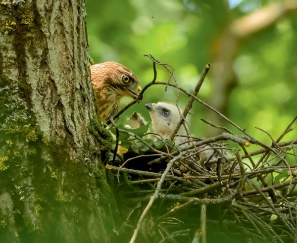 There and Back Again: Tracking Broad-Winged Hawk Migration