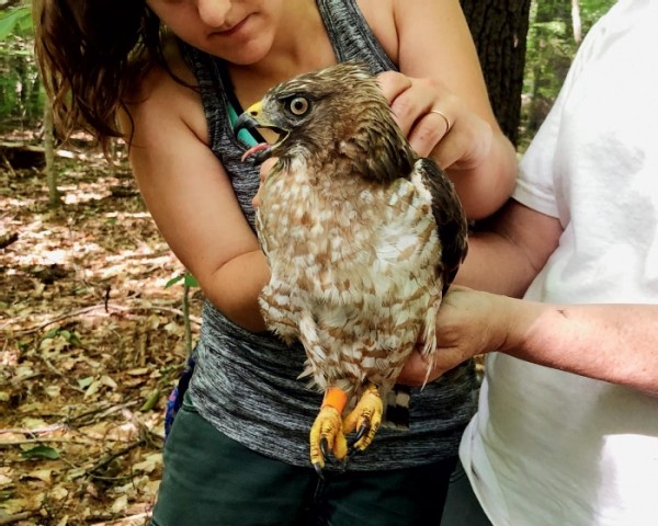 There and Back Again: Tracking Broad-Winged Hawk Migration