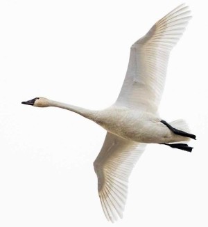 Winter Waterfowl thumbnail