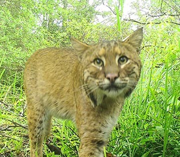 Lessons From Professor Bobcat