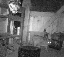 header_bobcat_camera.jpg thumbnail