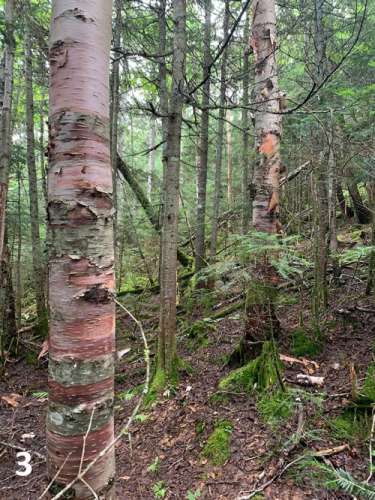 Birch habitat