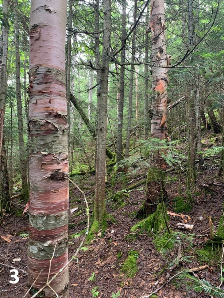 Seeking Heartleaf Birch