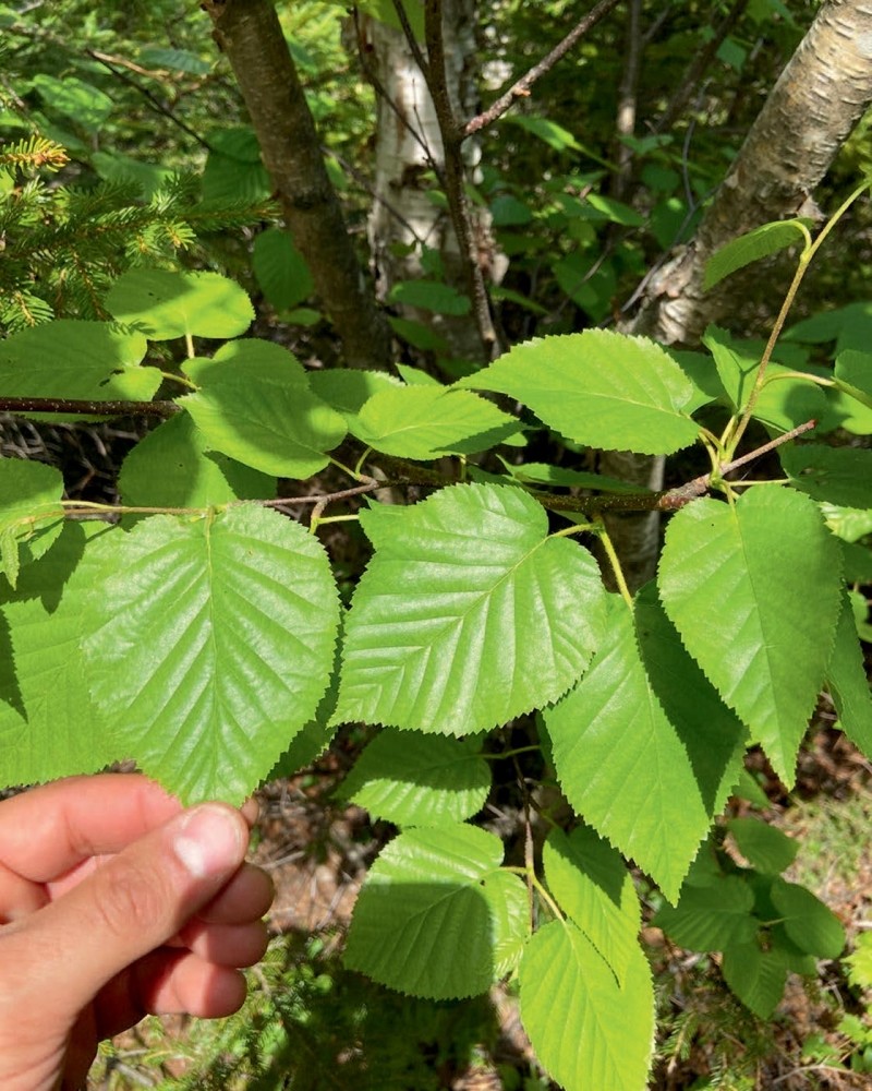 Heartleaf: The Other Paper Birch