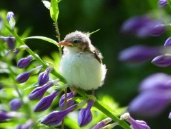 helene_groganfledgling_yellowthroat_w.jpg