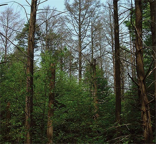 Hemlock Hydrology