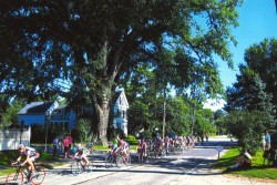 Saving Herbie: New Life for a 217-year-old American Elm Photo: Scott Gibson