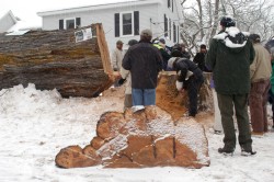 Saving Herbie: New Life for a 217-year-old American Elm Photo: Scott Gibson