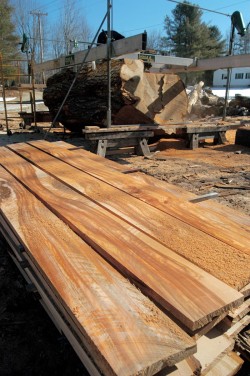 Saving Herbie: New Life for a 217-year-old American Elm Photo: Scott Gibson