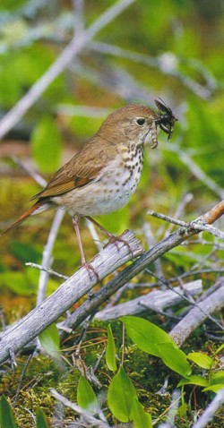 Thrushes from Top to Bottom Photo: Roger Irwin