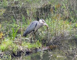 heron_with_huge_fish_sm_w10.jpg