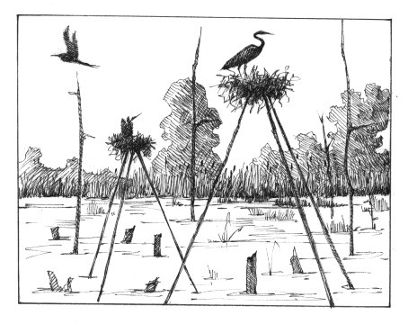 In the Great Blue Heronry thumbnail