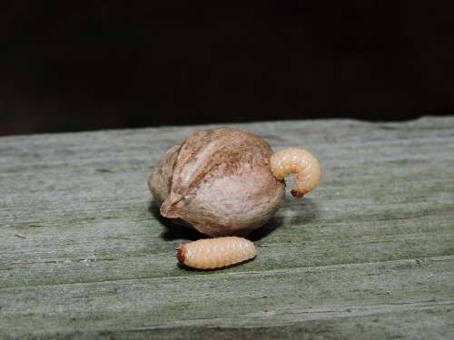 Hickory weevil