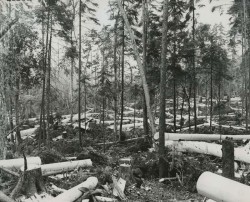 High_Res_Peeled_Log_Forest_800.jpg