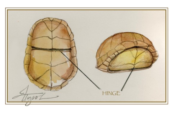 Closing Time: How (Some) Turtles Shut Their Shells