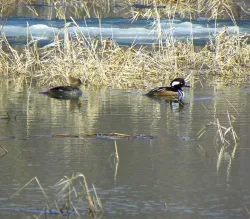 HoodedMergansers_web.jpg