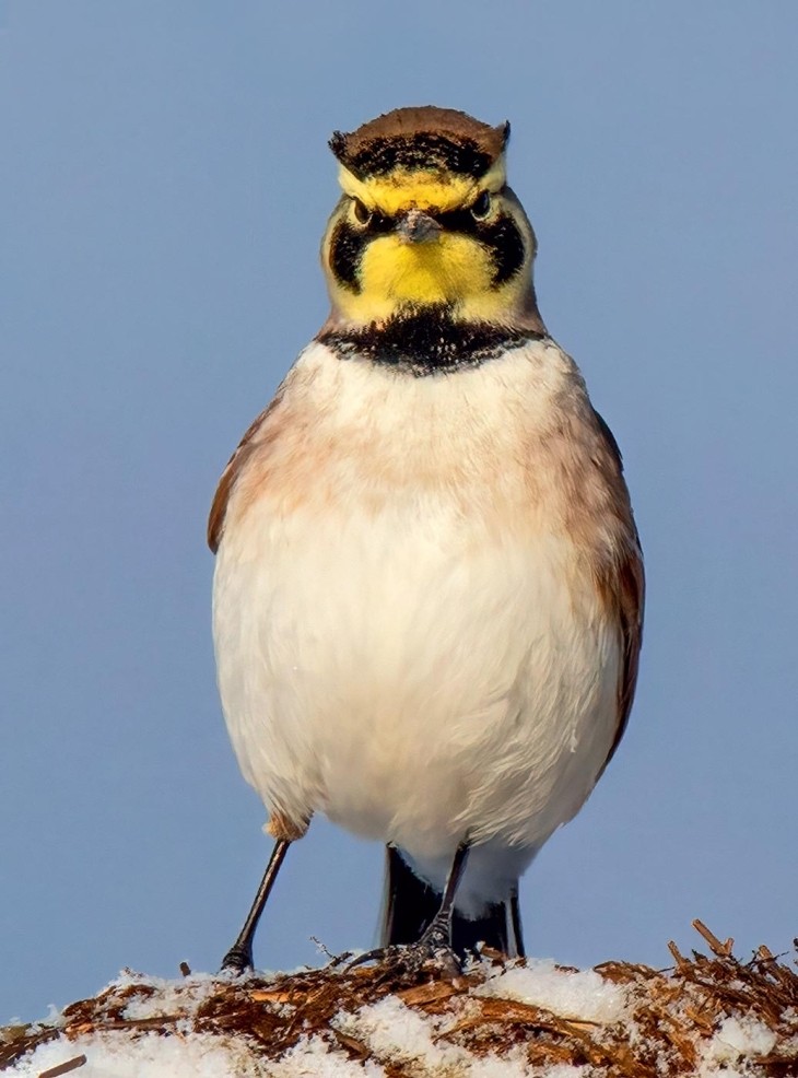 Horned Larks Seeking Seeds