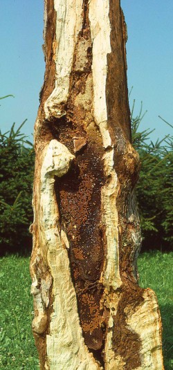 Honeybee House Hunting Photo: Thomas D. Seeley