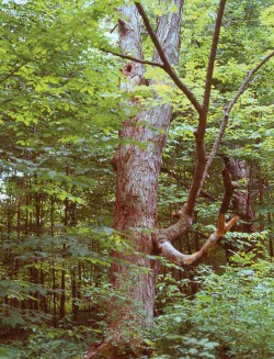 Honeybee House Hunting Photo: Thomas D. Seeley