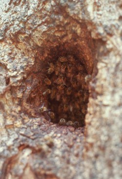 Honeybee House Hunting Photo: Thomas D. Seeley