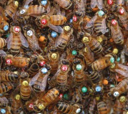 Honeybee House Hunting Photo: Thomas D. Seeley