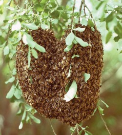 Honeybee House Hunting Photo: Thomas D. Seeley