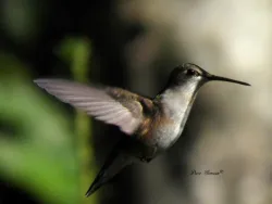 hummer_web.jpg