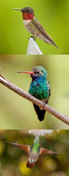 hummers4.jpg thumbnail