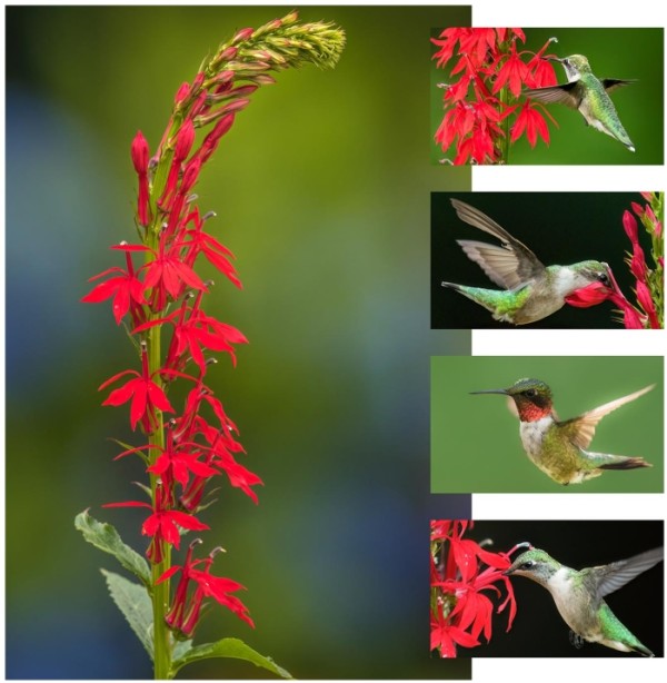 Hummingbirds & Cardinal Flowers: A Pollination Tale